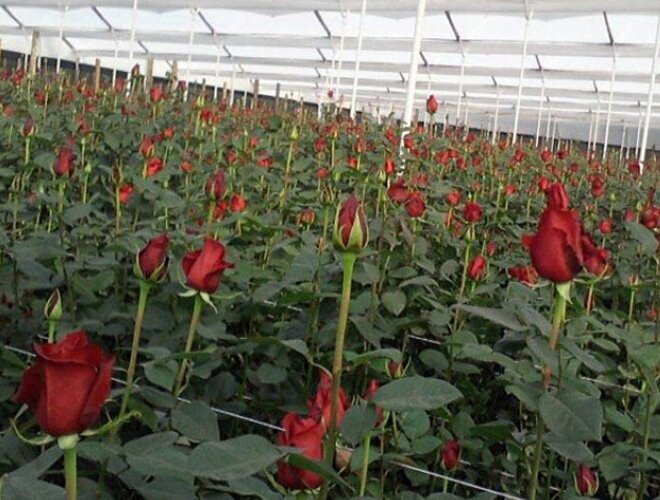 En el norte de San Luis apuestan a la producción de rosas para comercializar la flor